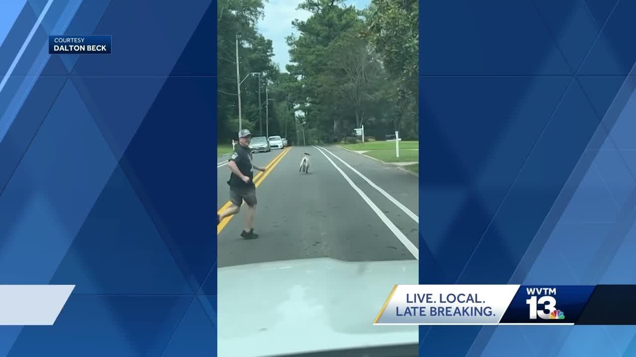 'Billy the Kid': Runaway goat on the loose in Mountain Brook