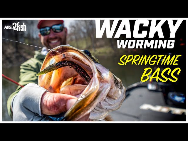 Weightless Soft Plastics  Wacky Rig for Springtime Bass 