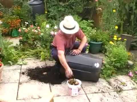 Harvest time for one container planted with five seed potatoes