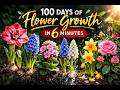 100 Days Of Flower Growth In 6 Minutes Beautiful Plant Timelapse Compilation mp3