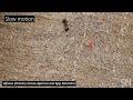 Flipping spiders tackle ants twice their size | Science News