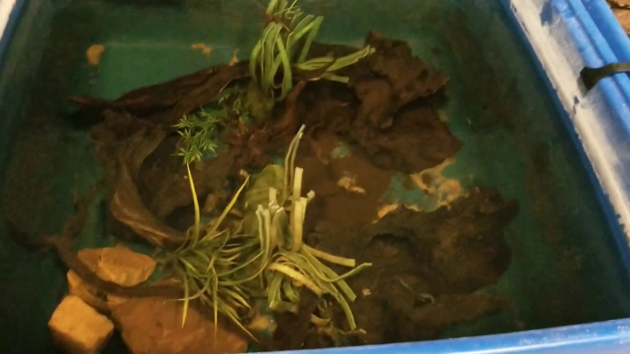 How I Breed Feeder Fish Two 200 Gallon Ponds Youtube
