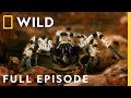 Killer creatures the forests of india full episode  dead by dawn