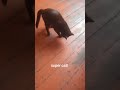 #cat