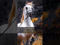 شموخ وهيبه وجمال الخيل العربي الخيل العربي الأصيل الخيل حالات واتساب خيول ملوك الخيول 