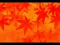 「秋イメージ」ショート動画1分15秒)  #秋#ショートムービー