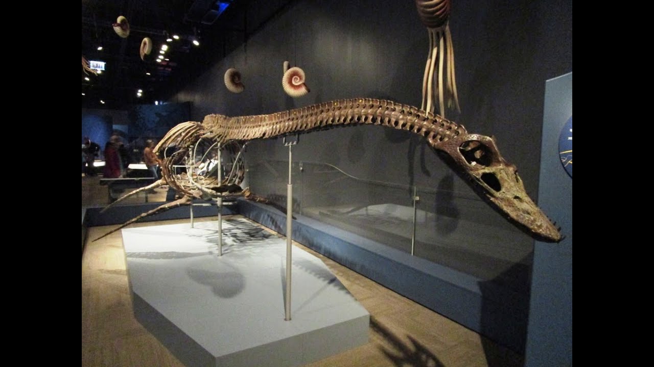 A peek at the Jurassic Oceans exhibit at the Field Museum YouTube