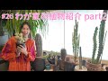 #26 わが家の植物紹介 part2 ／ Plants in my house part2