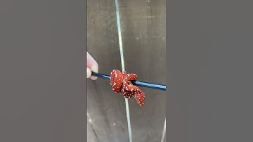 MJ-22-01 Pure Biak Locality Green Tree Python USCBB