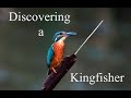 WILDLIFE PHOTOGRAPHY | Discovering a Kingfisher | Olympus 2020