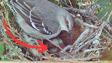 See the Mockingbird Chicks as They Hatch!
