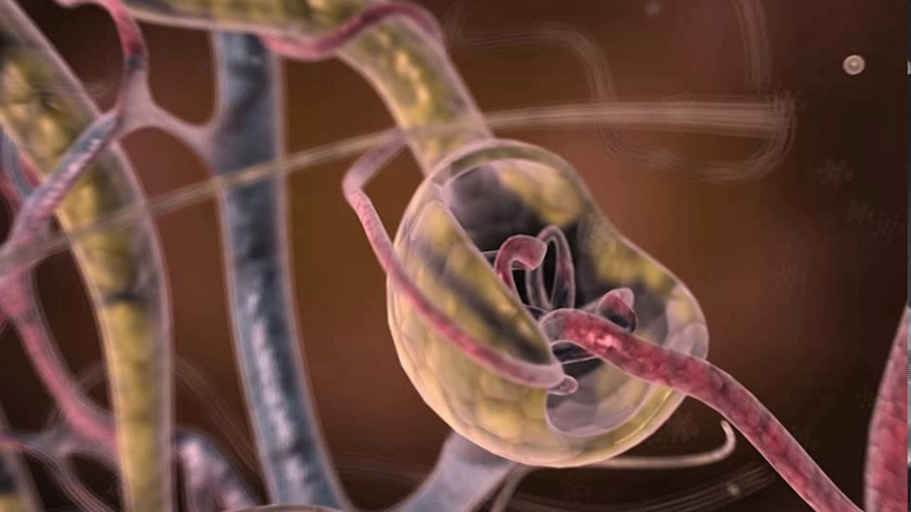 SISTEMA EXCRETOR - YouTube