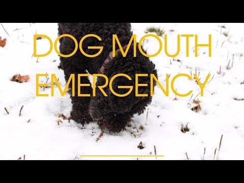 वीडियो: क्या मुंह से कुत्ते को चोट लग सकती है?