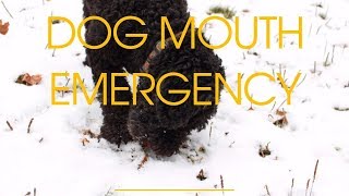 Dog Mouth Emergency: What To Do At Home