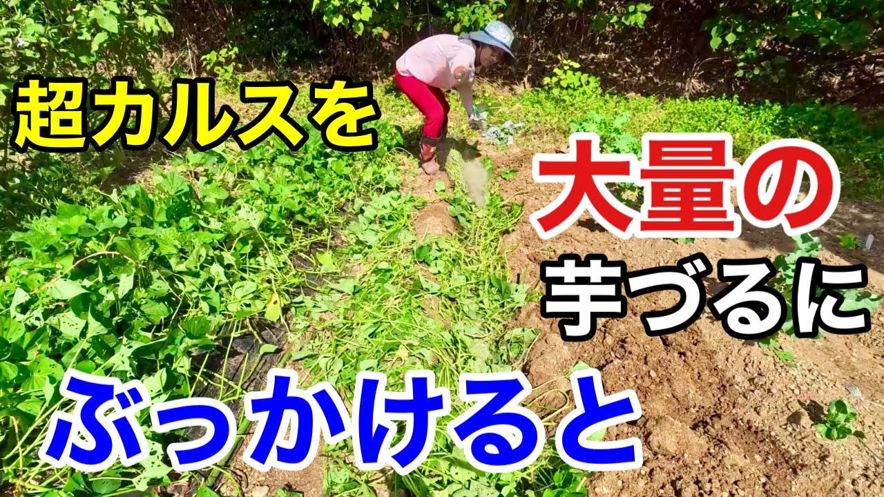 Super Soil Making] Don't throw away the large amount of potato