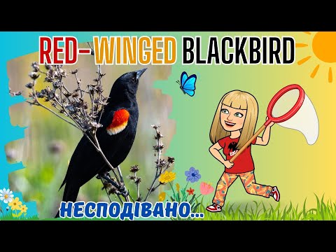 Видео: Red-winged Blackbirds.🇨🇦Дрозди червонокрилі.