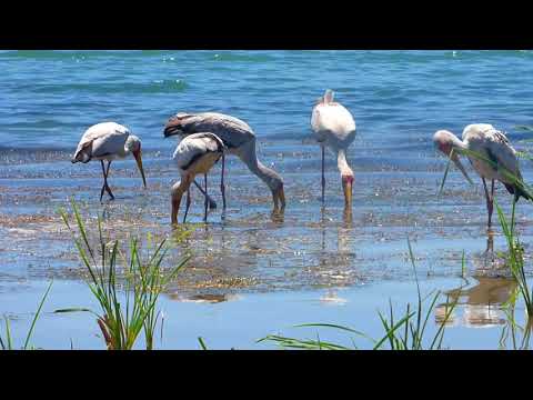 Video: Paano Gumawa Ng Isang Stork Sa Iyong Sarili