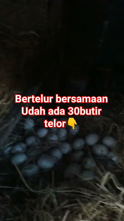 subhanallah senengnya lihat simentok bertelur sebanyak itu #mentok #lokal #youtubeshorts