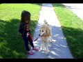 Loose leash walking training by jersey dakota