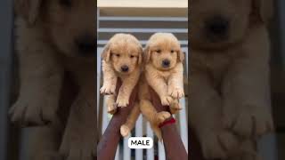 golden retriever puppies for sale Bangalore 8431981836 ep1750