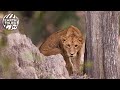 Welcome to the wild side | Earth Touch TV