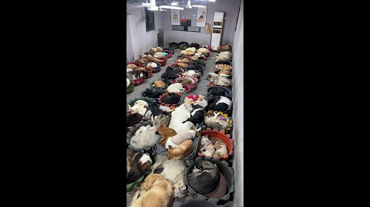 Counting dogs to help your sleep Relaxation | 犬を数えて眠りを助けます | les chiens pour dorm  ASMR King Charles