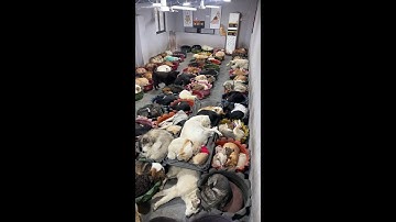 Counting dogs to help your sleep Relaxation | 犬を数えて眠りを助けます | les chiens pour dorm  ASMR King Charles