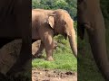 Elephant  wild elephant getting down from mountain