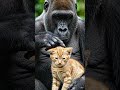 THE GENTLE GIANT'S SECRET! 🦍❤️"#shortsfeed #shorts #wildheroes #bearvsdog #buddycomplex #bearwise