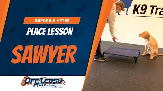 Place Lesson Before And After Off Leash K9 Training