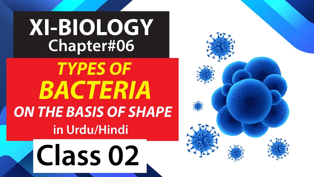 Types Of Bacteria on the Basis of Shape 11 Class Biology Chapter06
