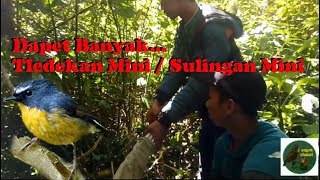 Pikat Burung Tledekan Mini ( Mp3 Pikat Baru )