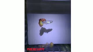 Phoenix guppy
