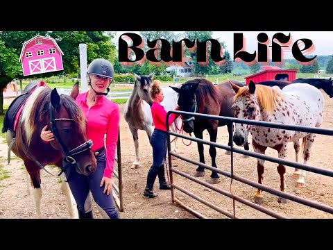 OWNING A HORSE