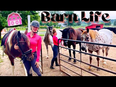 Video: I Work with Animals: My Life on a Horse Farm