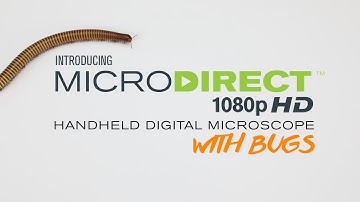 Celestron and The Bug Chicks Introduce MicroDirect with bugs