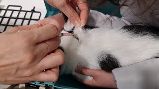 고양이 예방접종 주사맞기 Getting inoculated to kittens