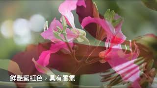 Publication Date: 2022-05-25 | Video Title: 東涌天主教學校-洋紫荊
