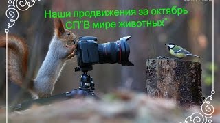 Наши продвижения за октябрь 2016 г. СП "В мире животных" Наши продвижения за октябрь 2016 г. СП "В мире животных"