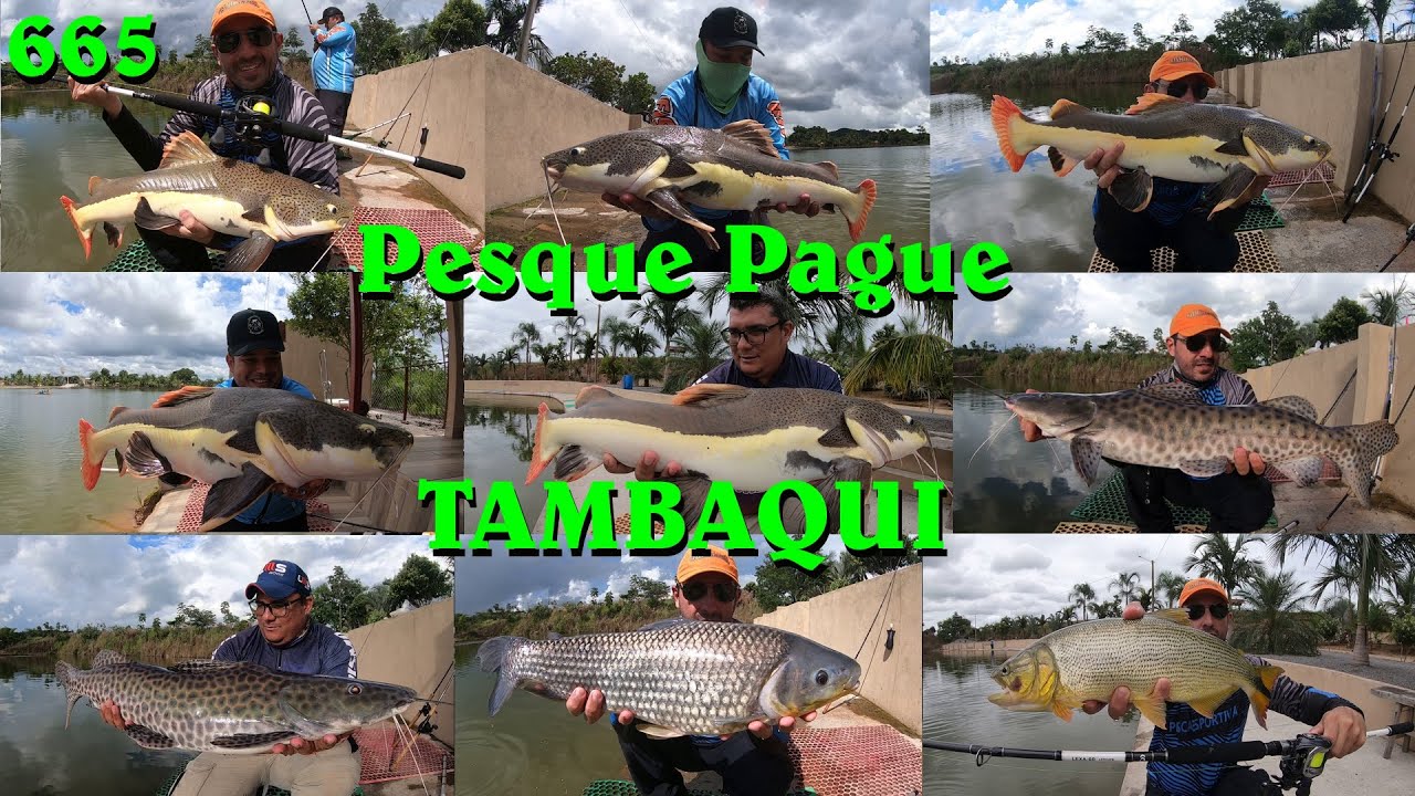 Festival de Peixes no Pesque Pague Tambaqui em Rialma interior de Goiás - Programa Fishingtur 665