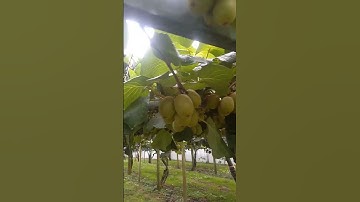 Thumbnail of Perawatan Buah kiwi Di Selandia baru.