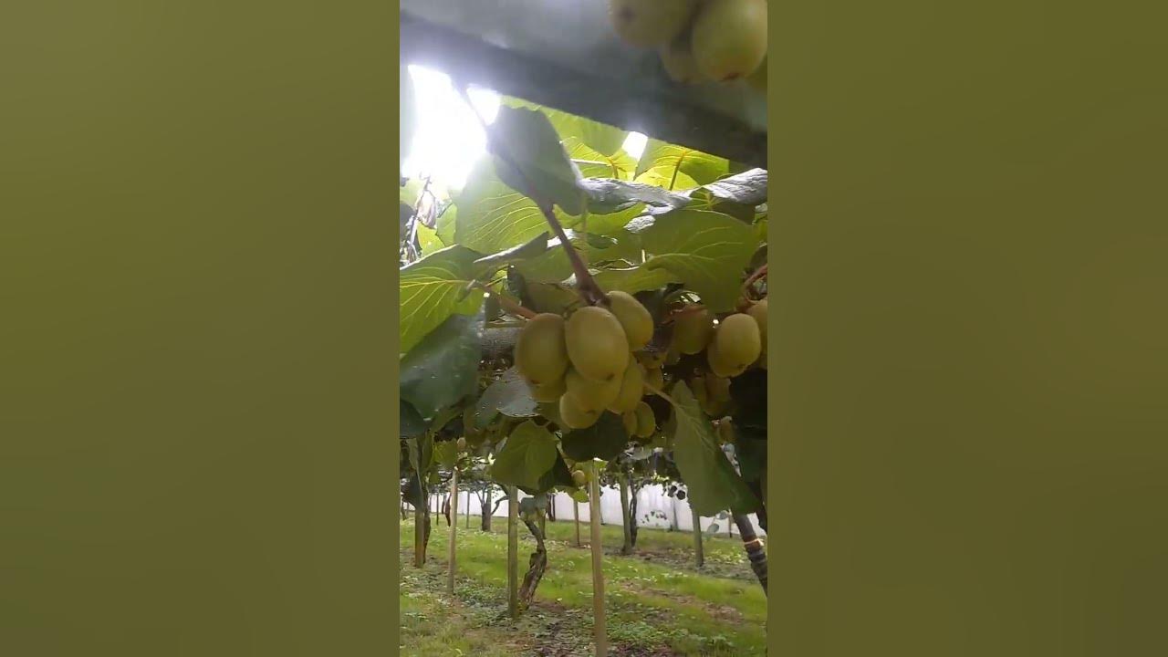 Perawatan Buah kiwi Di Selandia baru.