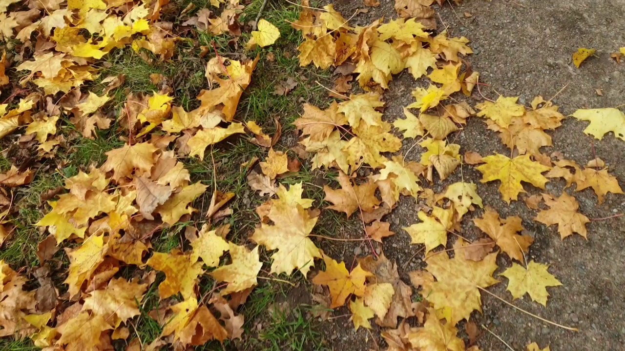 Sweden Stockholm Views,  Husby, The beauty of Autumn | RayVideos