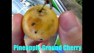 Pineapple Ground Cherry & Native Plum - Weird Fruit Explorer Ep 117