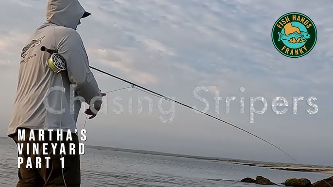 North Shore Fly Fishing for Striped Bass. Spring season tips 