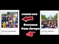 Here comes chinese dog she have big problems  lots of tibetan everyone thank you  tibetanvlogger