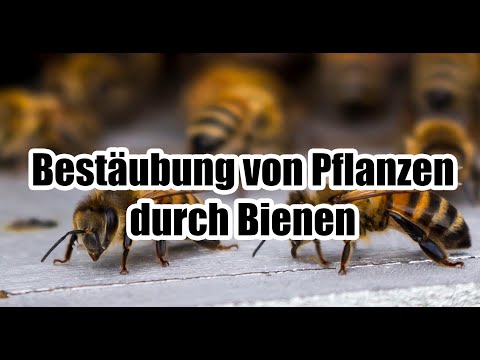 Bestäubung von Pflanzen durch Bienen - Für Erwachsene erklärt!