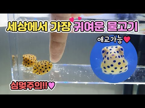 The most cute fish in the world :D