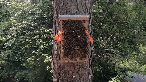 FREE BEES! Part 2:  Swarms 4, 5 and 6 moved into our Layens Swarm Traps