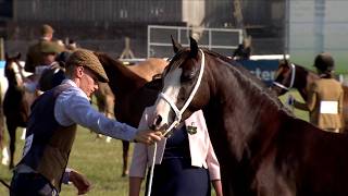 Ceffylau Rhanfrid Cymreig - Ebolion blwydd dan 148cm | Welsh Partbred Horses - Yearling under 148cm